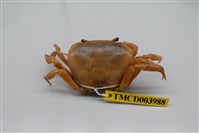 藏品(黃灰澤蟹)的圖片